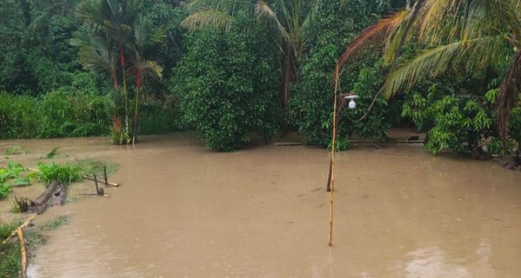 Banjir setinggi satu meter menggenangi sawah, kolam dan kediaman warga Desa Air Raman (doc. suaramahardika.id)